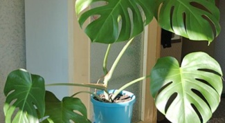 How to plant monstera