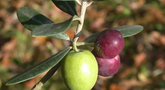 How to grow an olive tree