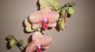 How to cut stems of orchids