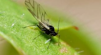 Как избавиться от цветочной мухи