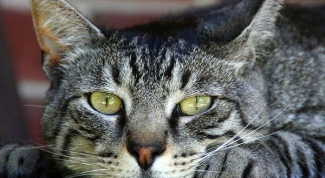 Страшнее кошки зверя нет: народные приметы и поверья