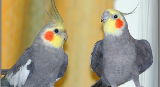 How to choose a parrot Corella