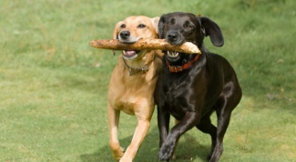 How to teach a dog to fetch a stick