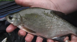How to catch bream from the boat