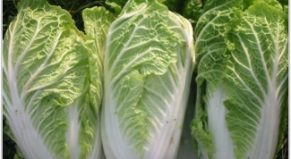 How to grow Chinese cabbage