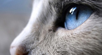 Как лечить кошку, если у нее слезятся глаза