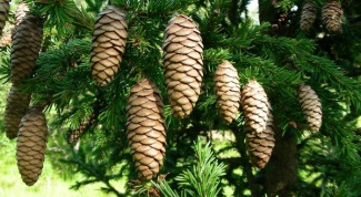 How to draw a fir cone