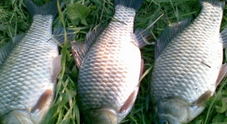 How to catch carp in the spring