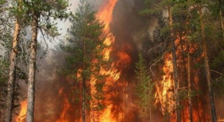 Как избежать лесного пожара