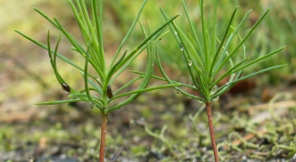 How to grow from seeds pine