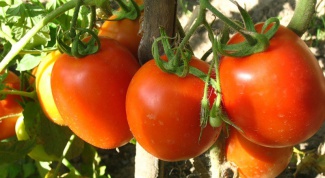 How to grow a good crop of tomatoes