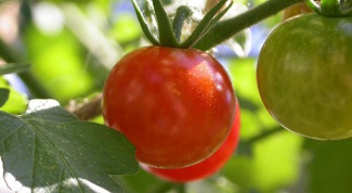 Как вырастить крупные помидоры