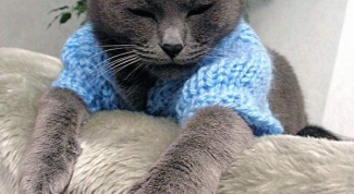 How to knit a sweater the cat
