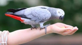 Как научить говорить попугая жако