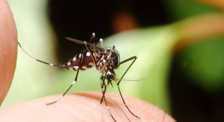 How to treat mosquito bites