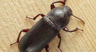 How to get rid of beetles in house