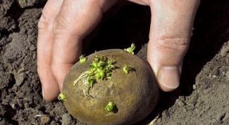 Посадка картошки: как получить урожай
