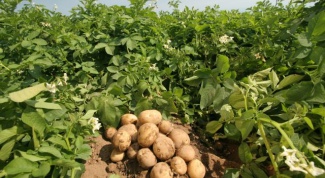 Как вырастить раннюю картошку