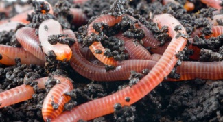 How to grow worms
