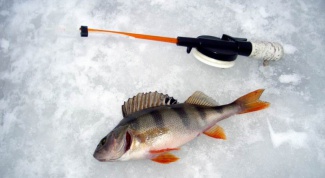 Как лучше ловить рыбу зимой