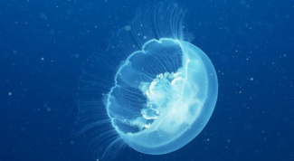 Как нарисовать медузу