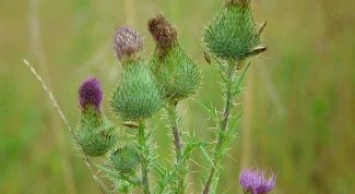 How to get rid of sow Thistle