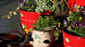 How to get rid of mold in flower pots