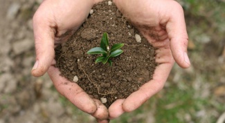 How to grow a sapling