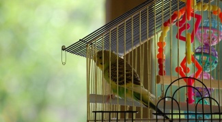 How to build a parrot cage