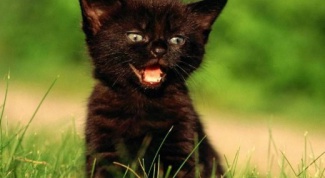 Как назвать черного котенка - мальчика