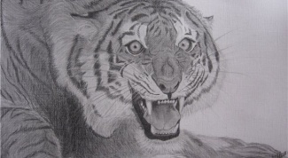 Тигр карандашом: как нарисовать красиво
