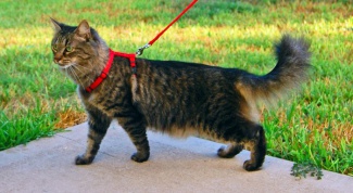 How to put a harness on a cat