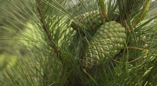 How to determine the age of the pine