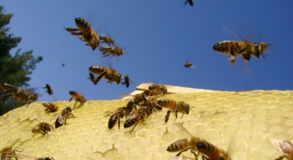 Как начать пчеловодство