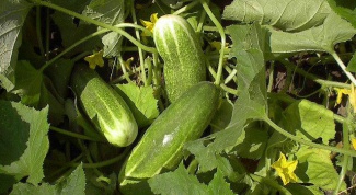 How to pollinate cucumbers