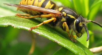 How to protect skin from insects in nature