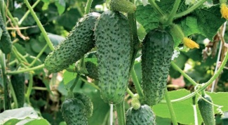 Cucumbers: how to grow them 
