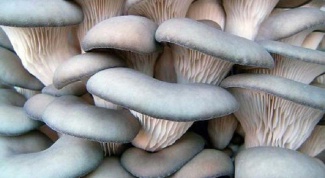 What you need for growing mushrooms at home