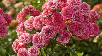 Как посадить розовый куст