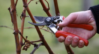How to prune bushes
