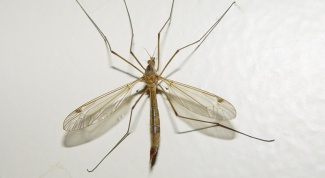 Как обработать комариные укусы