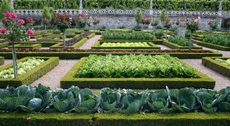 How to grow vegetables in your garden