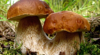 Как правильно заготавливать и хранить грибы