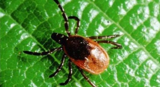 How to protect yourself from ticks