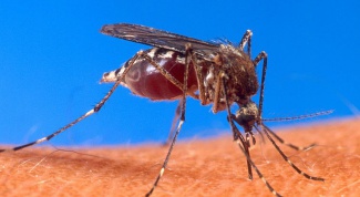 How mosquitoes fly in the rain