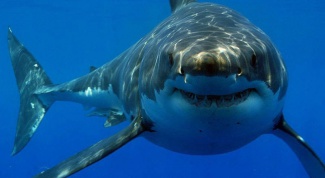 Как защищают пляжи от акул