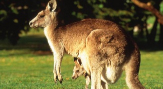 Какие бывают животные в Австралии