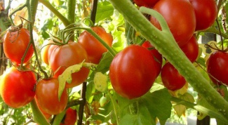 How to grow tomatoes in a greenhouse