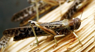 How to cope with a plague of locusts