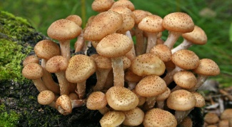 Как определить, съедобный ли гриб